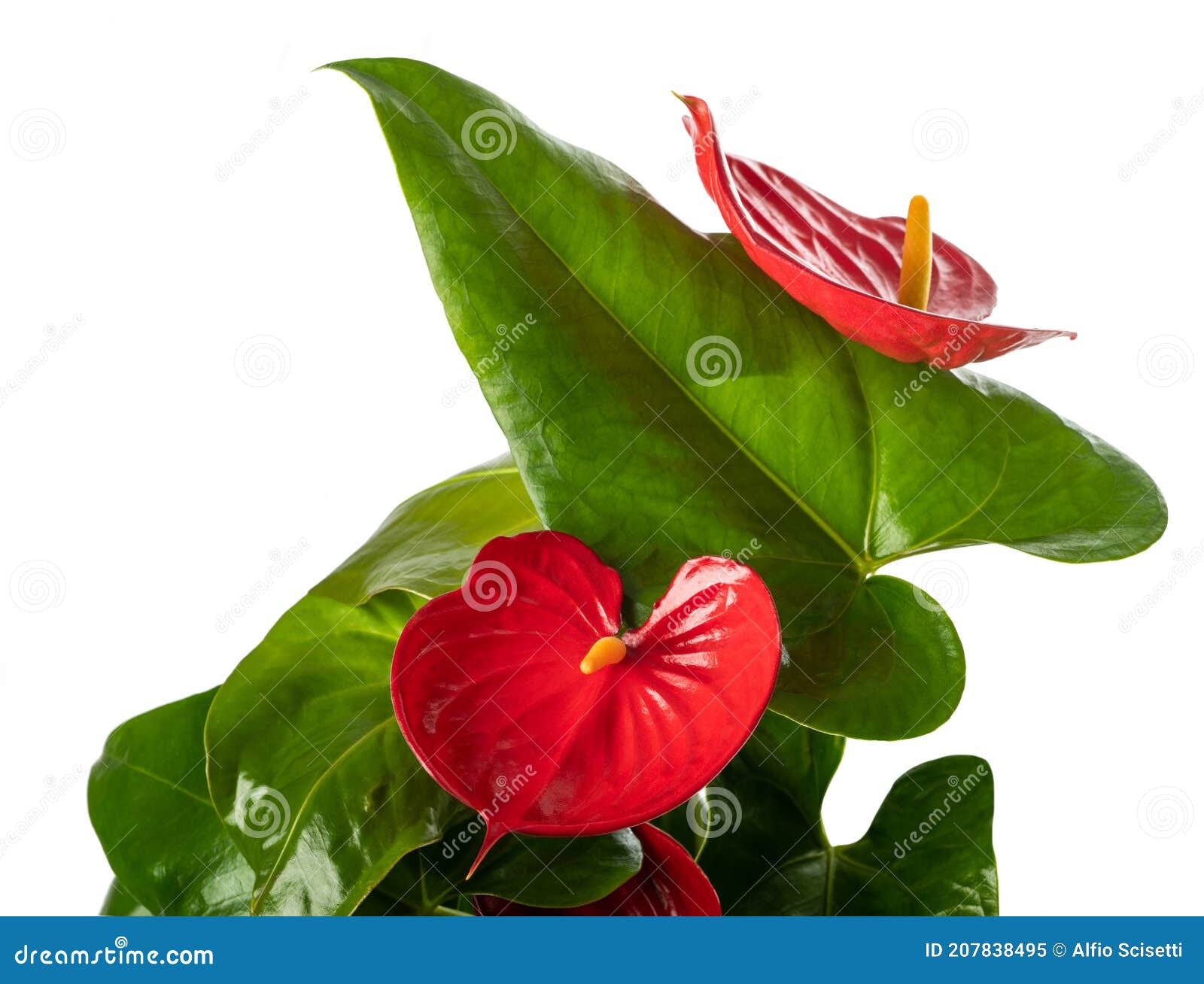Anthurium flowers stock image. Image of beautiful, decoration - 207838495