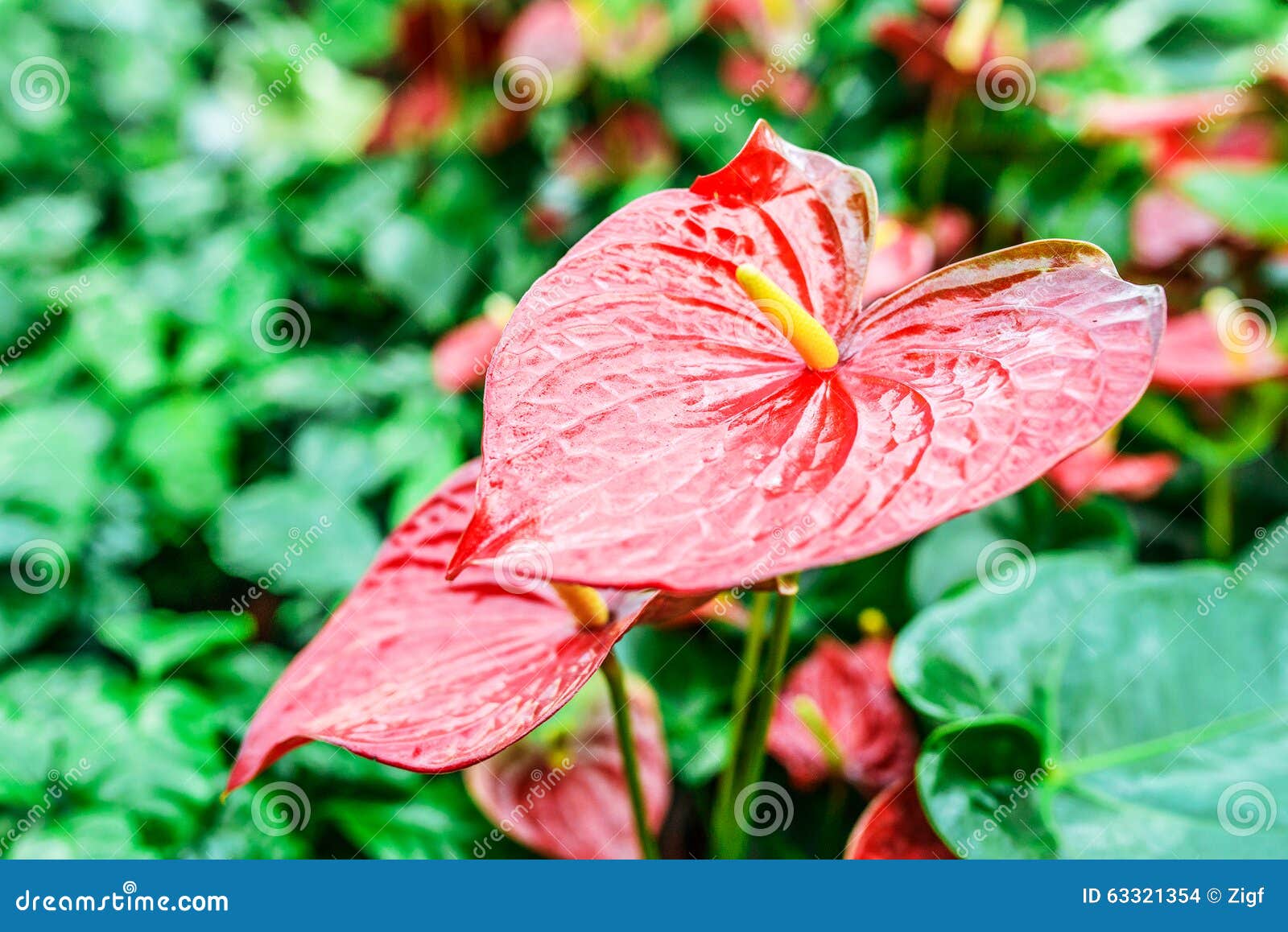 Anthurium Stock Photo Image 63321354