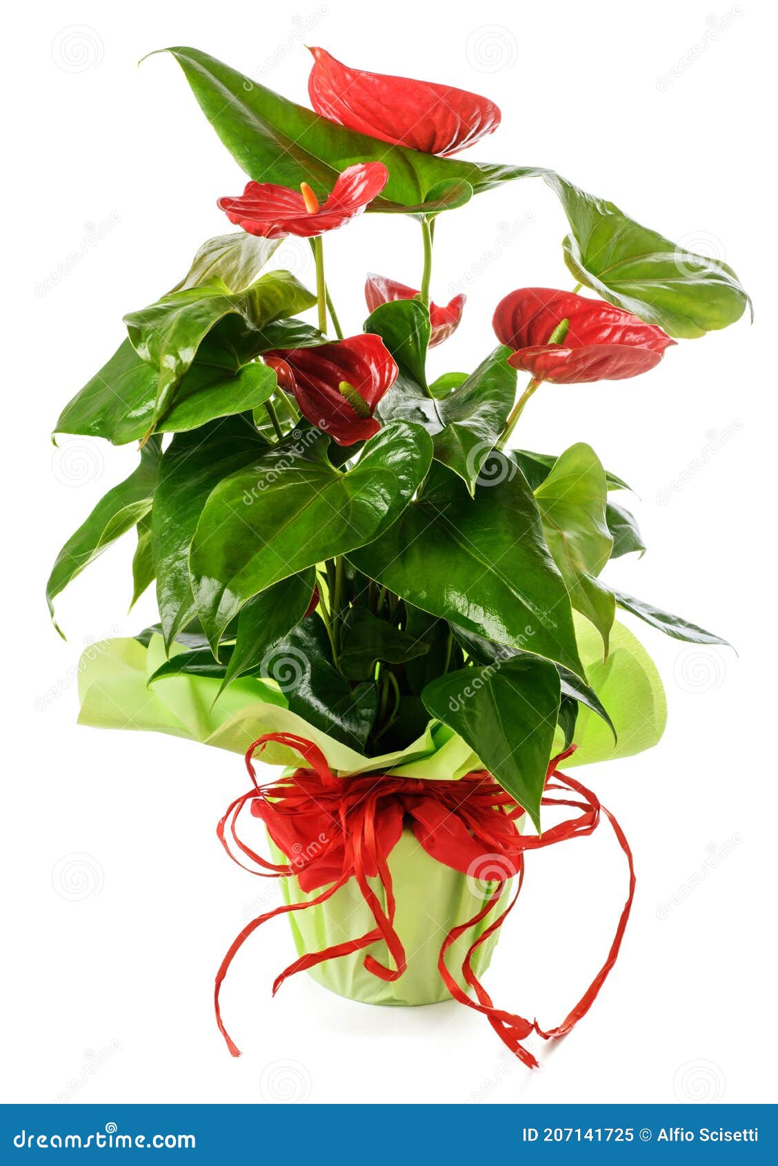Anthurium plant in vase stock image. Image of flower - 207141725