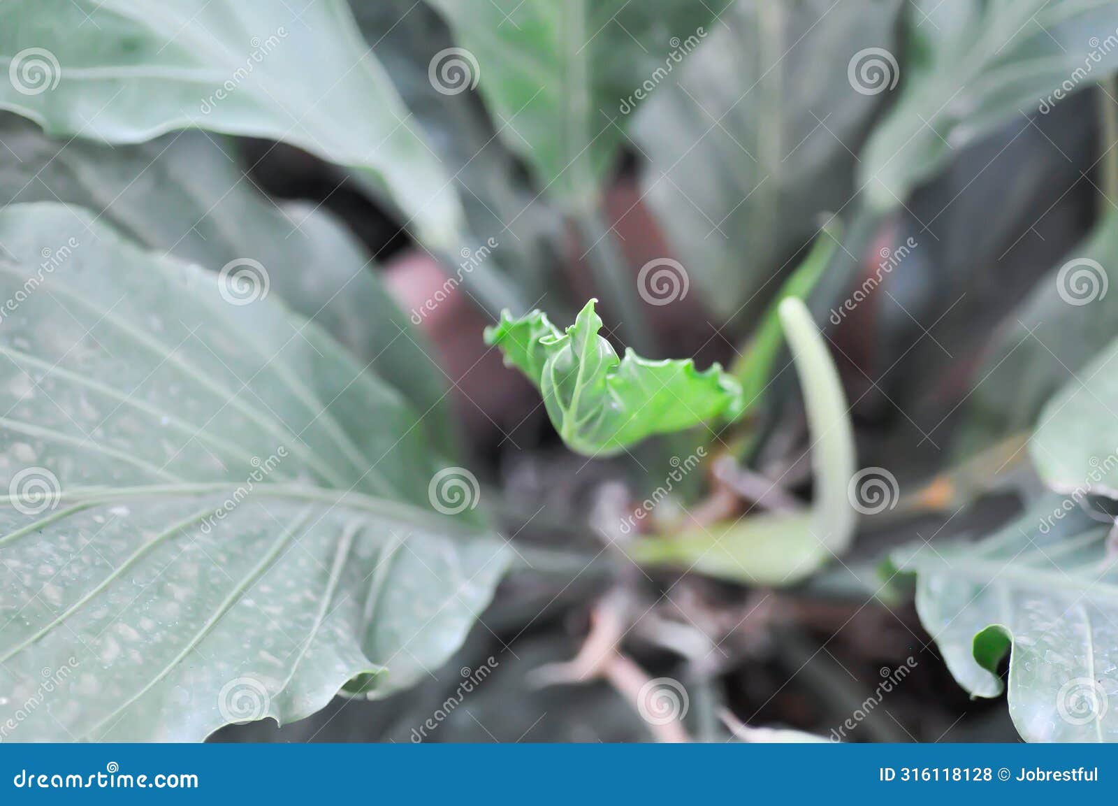 anthurium plowmanii croat or araceae