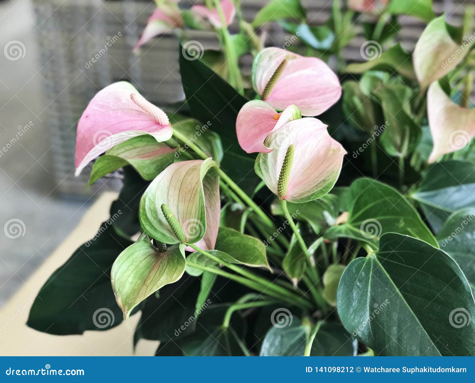 Anthurium Or Tailflower Or Flamingo Flower Or Laceleaf Stock Photo