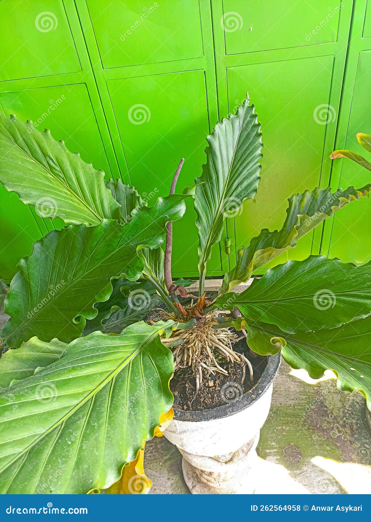 Anthurium Wave of Love Plant Stock Photo Image of food, tree 262564958