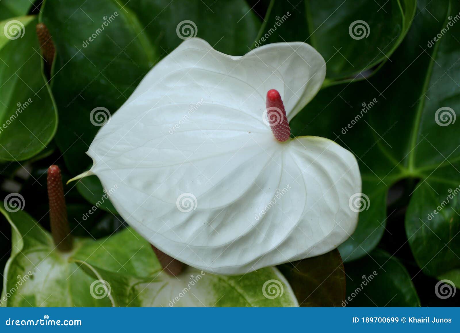 Anthurium Heart Anthurium Clarinervium Isolate On White Background