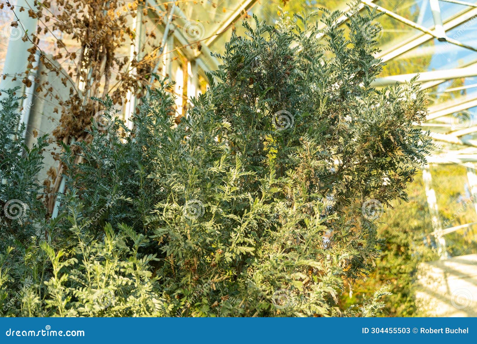 anthyllis barba-jovis plant in saint gallen in switzerland