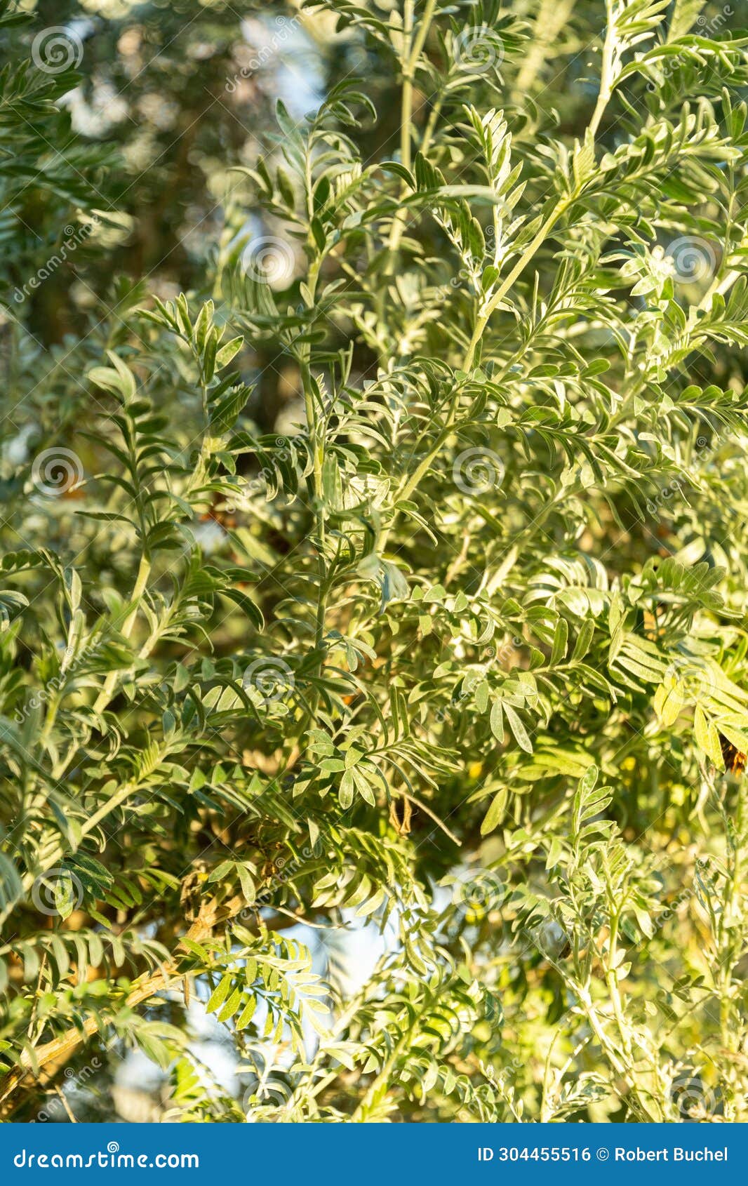 anthyllis barba-jovis plant in saint gallen in switzerland