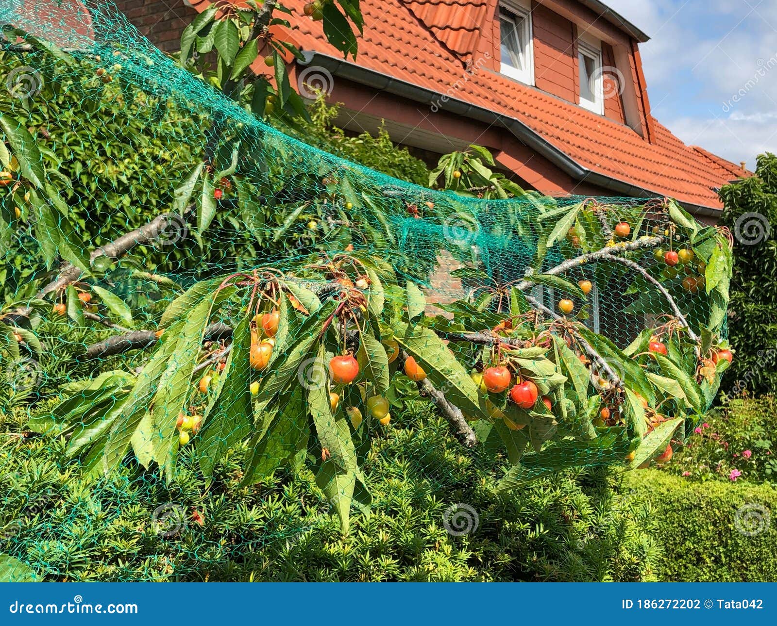 Fruit Tree Bird Netting / Heavy Duty Bird Netting 5 Widths Gardening Naturally Birds go