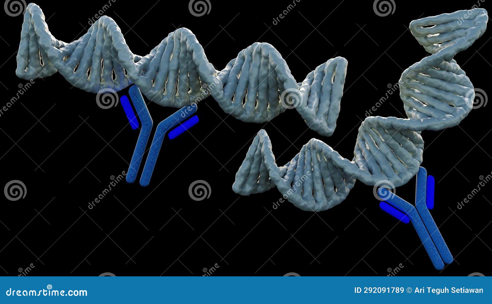 anti-double stranded dna antibodies target antigen of which is double stranded dna