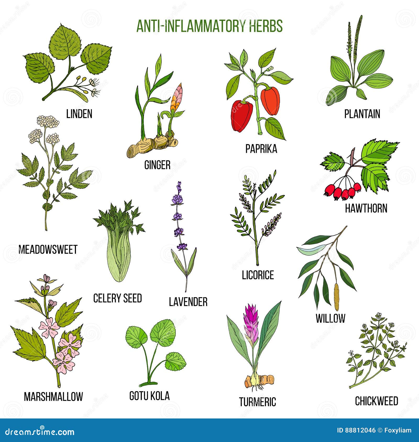 Antiinflammatory Herbs. Hand Drawn Set of Medicinal Plants Stock
