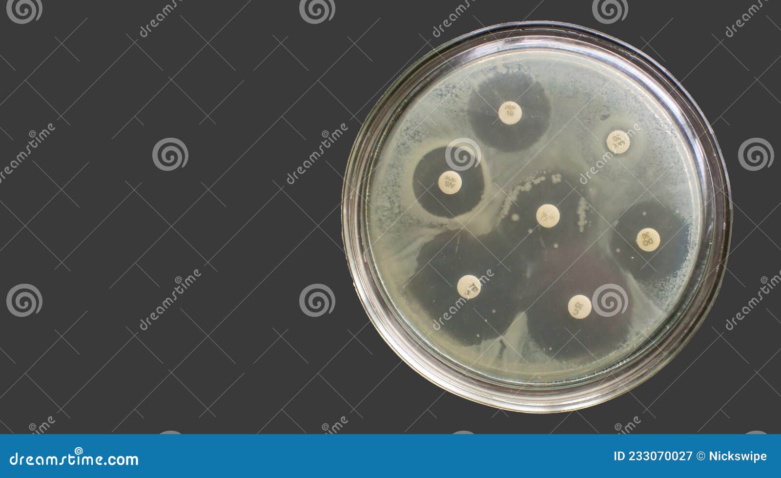 Antibiogram Multiple Drug Resistance Bacteria Antimicrobial