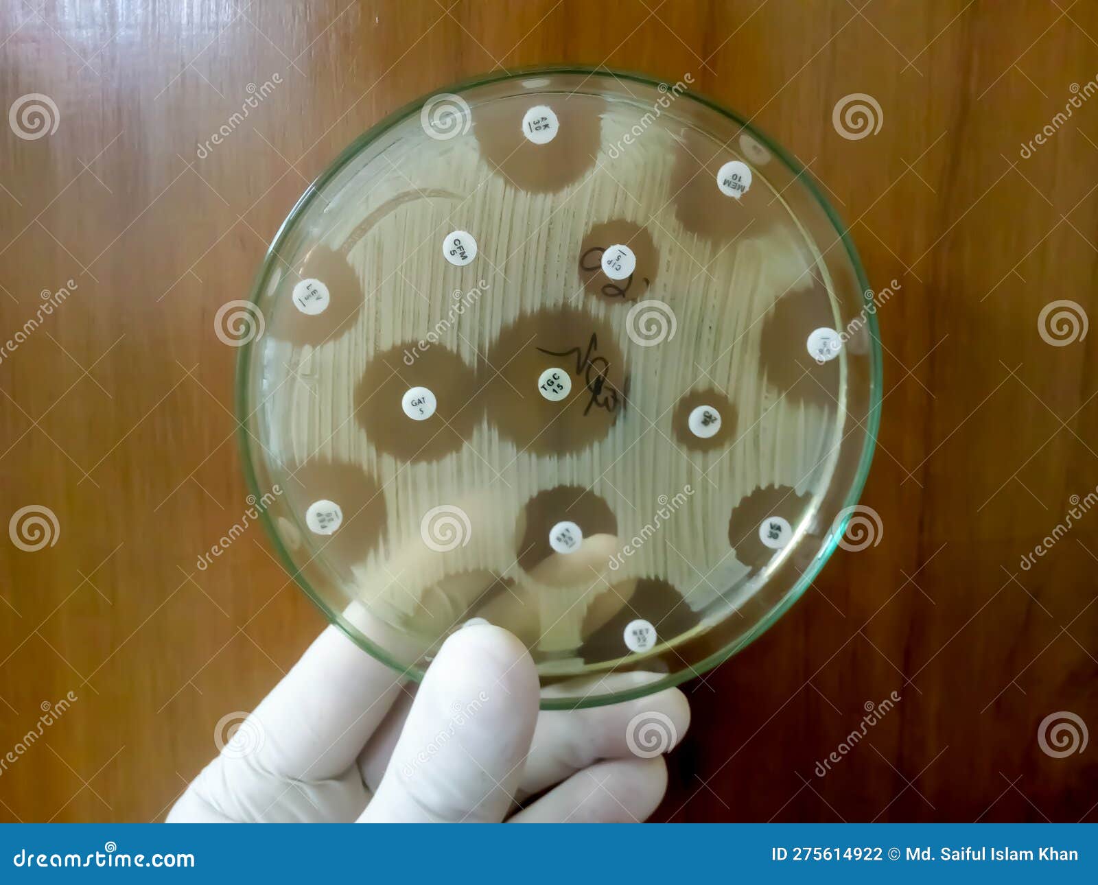 Antibiotic Resistance Test of Bacteria Stock Photo Image of hospital