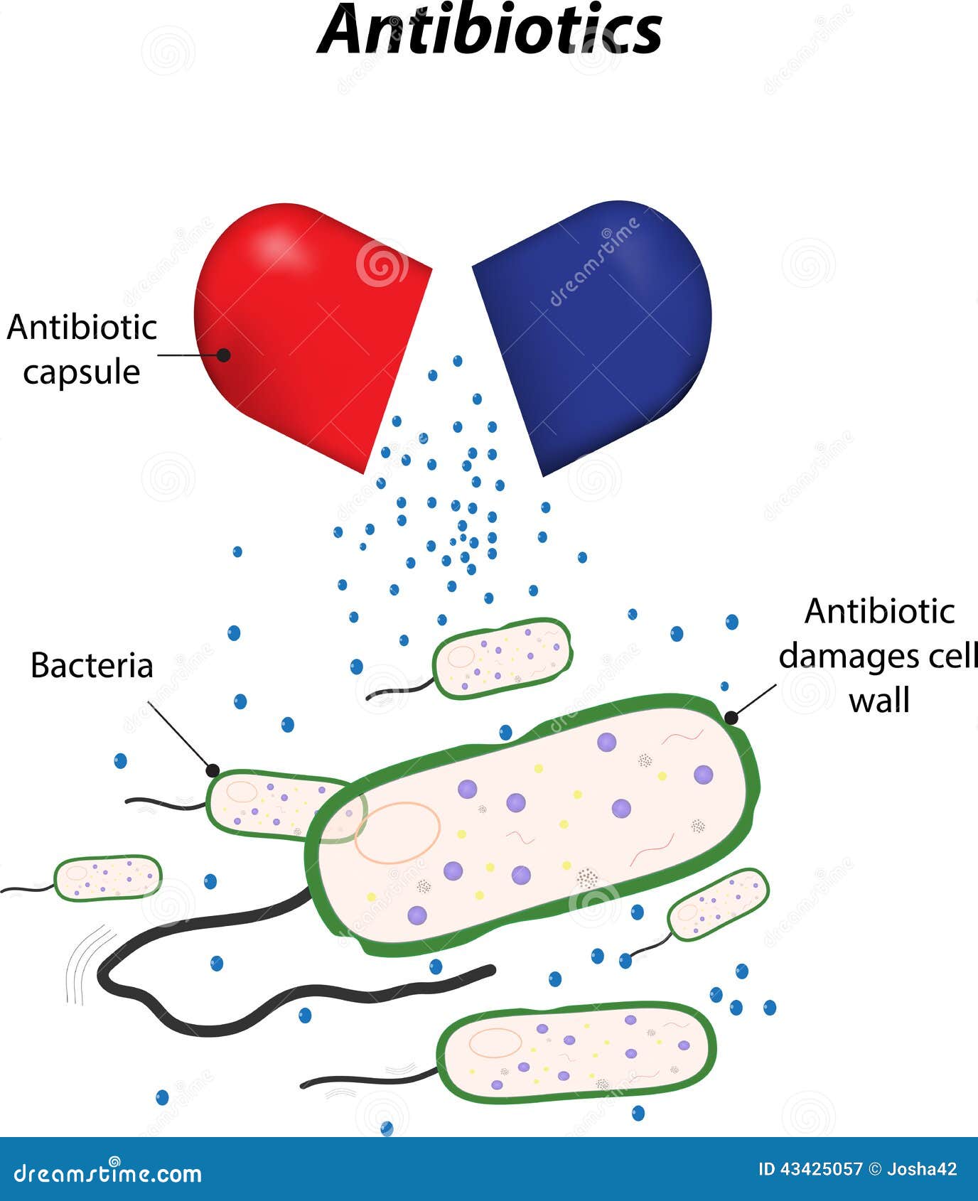 antibiotics killing bacteria cartoon