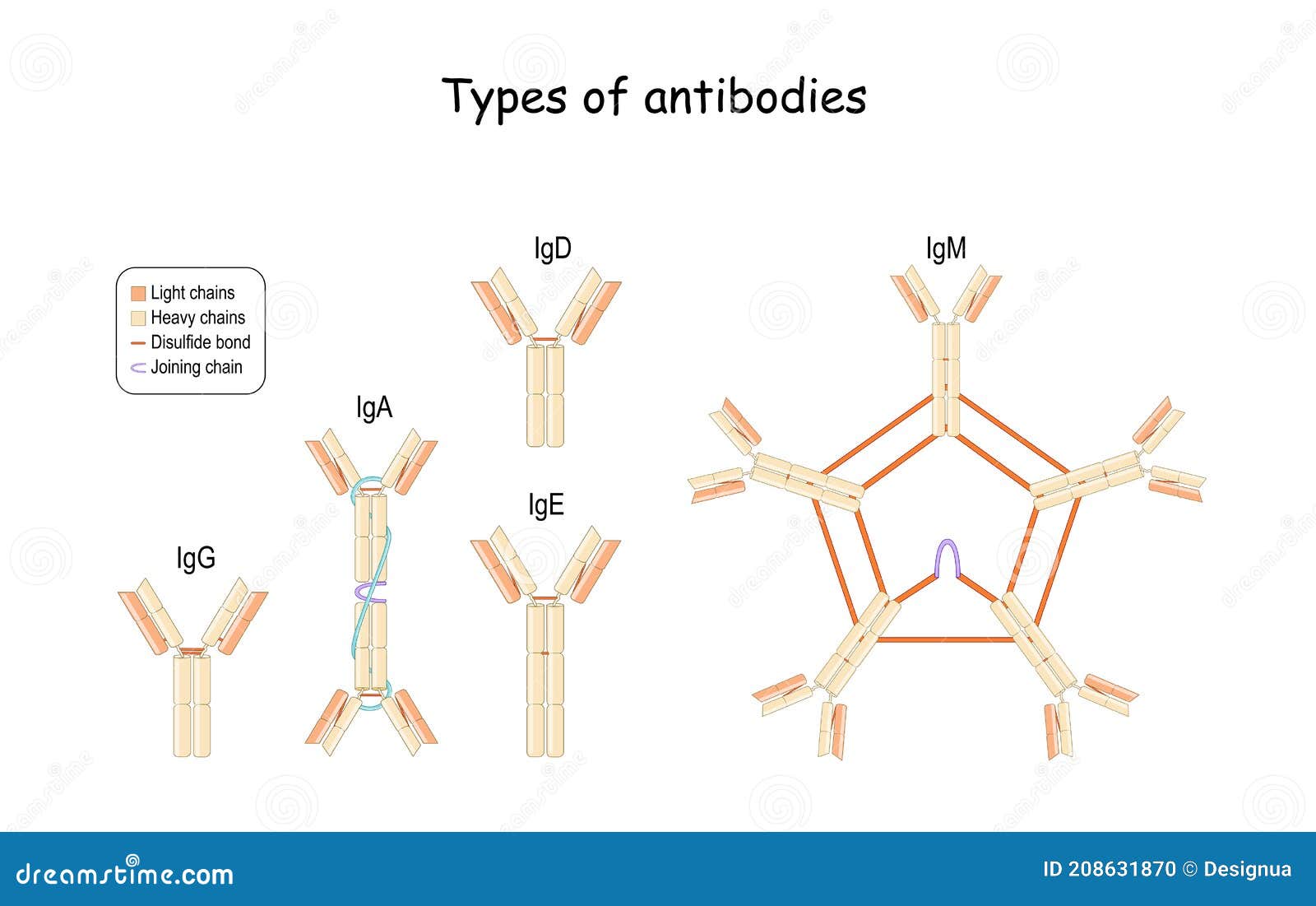 Иммуноглобулины iga igm igg. Antibody Types. Секреторный iga. Iga антитела. Classes of the Immunoglobulin.