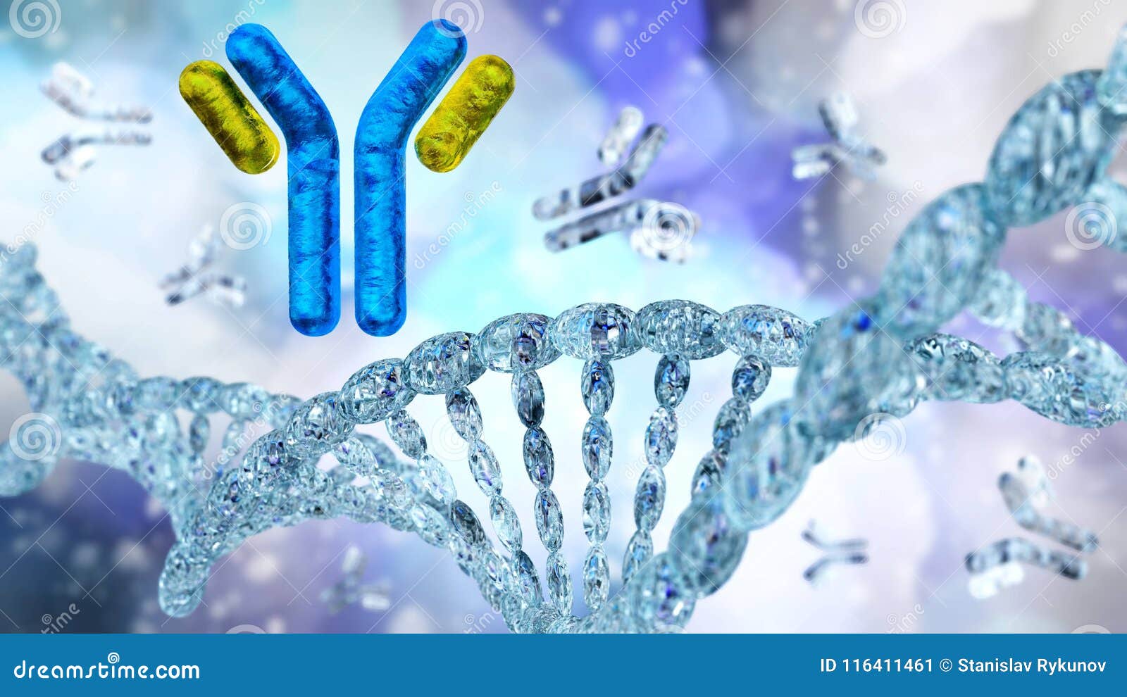 Antibodies, Immunoglobulins, the Immune Stock Illustration