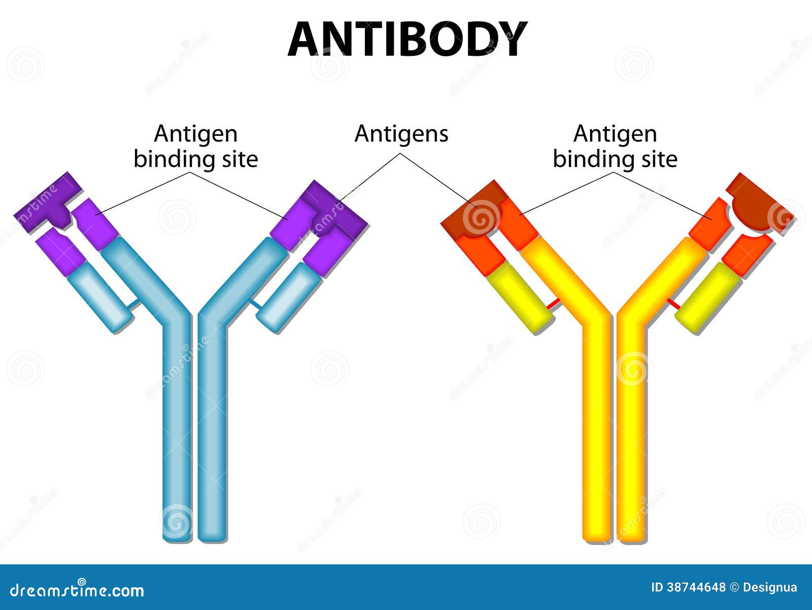 antibody and antigen
