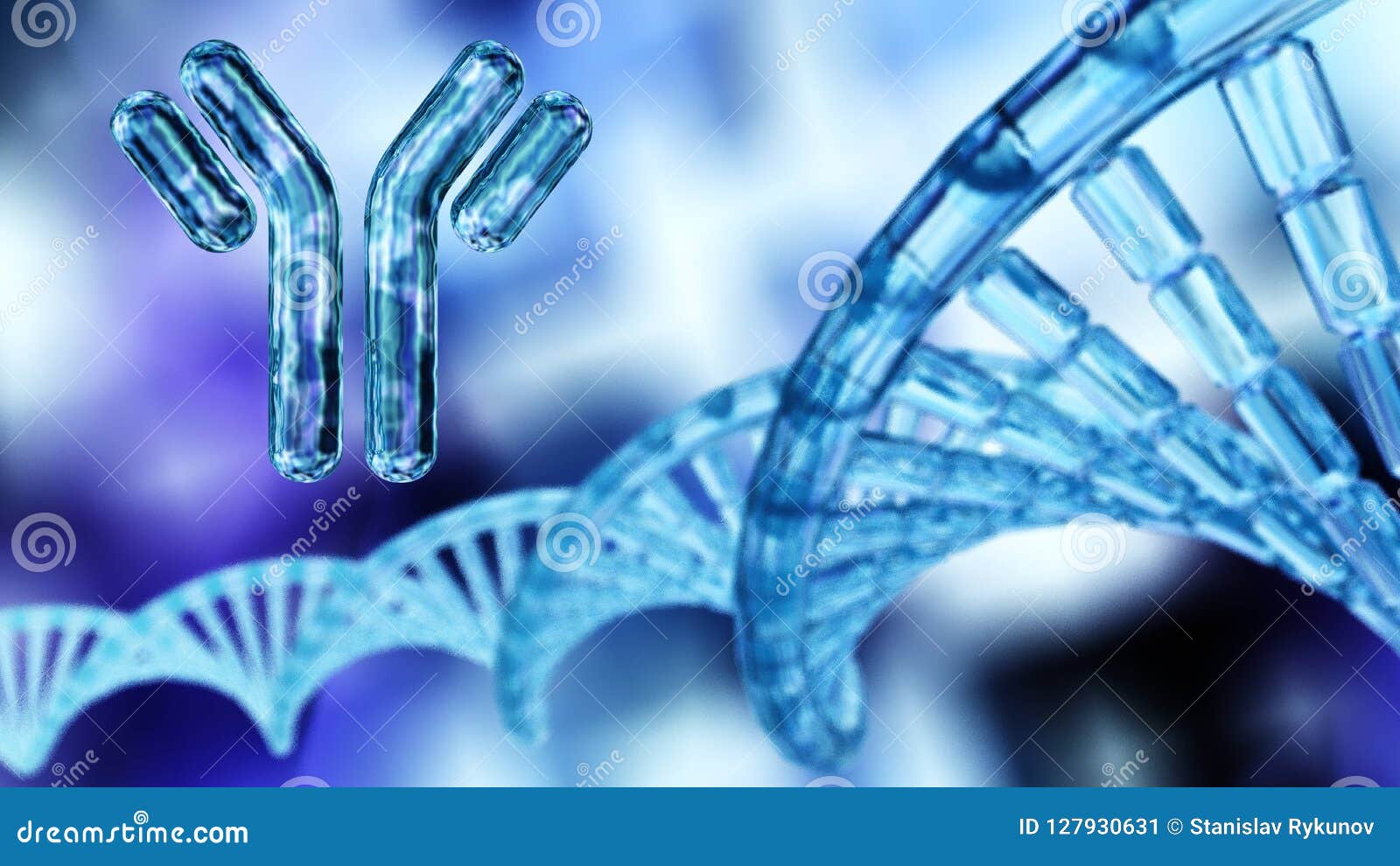 antibody, immunoglobulins