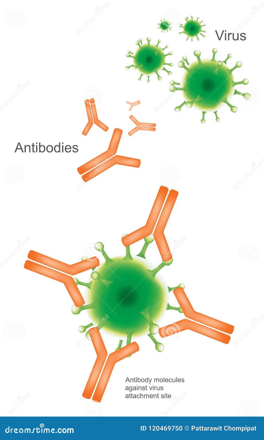 antibody and virus.  health care and medical infographic.