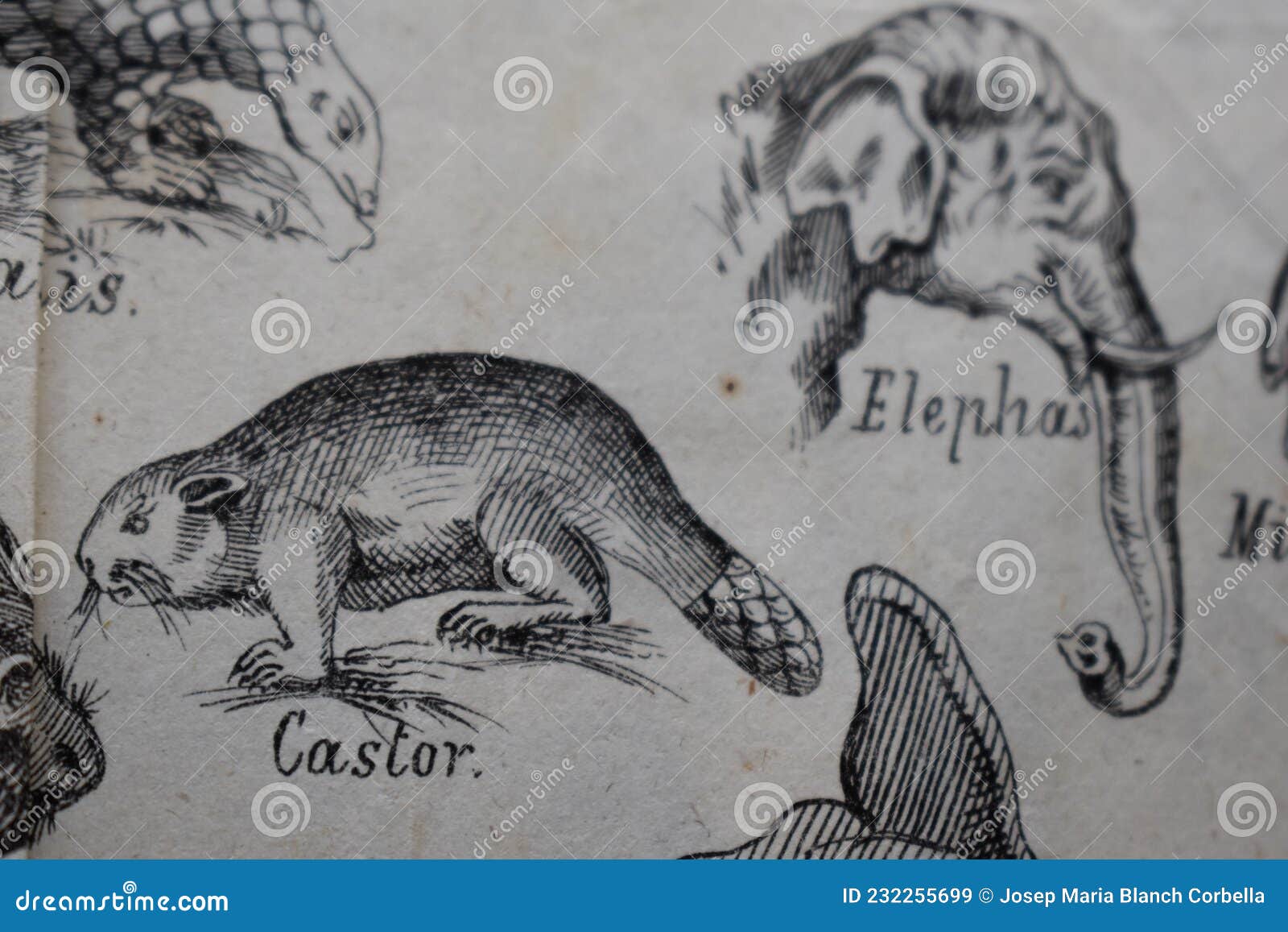 ilustracion de un castor y de varios animales.