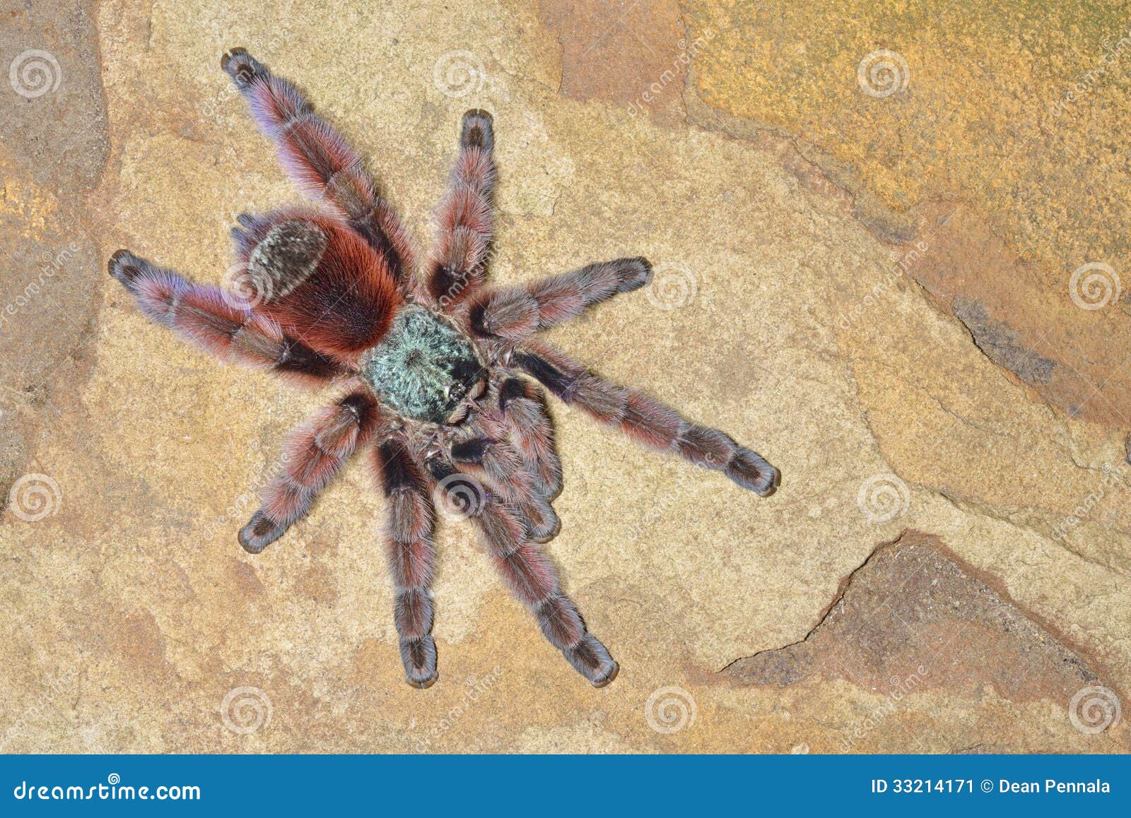 antilles pinktoe tarantula