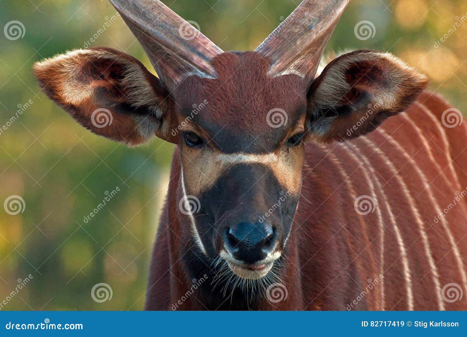 Antilope Del Bongo, Eurycerus Del Tragelaphus Del Bongo Immagine Stock