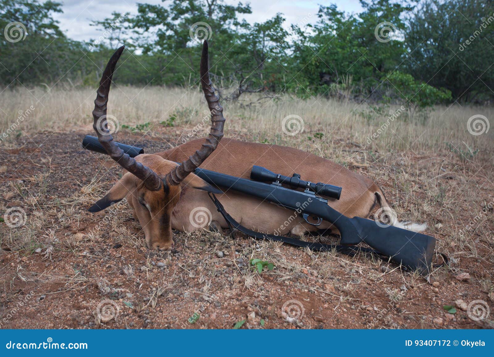 Antilope Et Fusil D'impala De Mâle Adulte De Trophée Après Chasse Photo  stock - Image du masculin, impala: 93407172