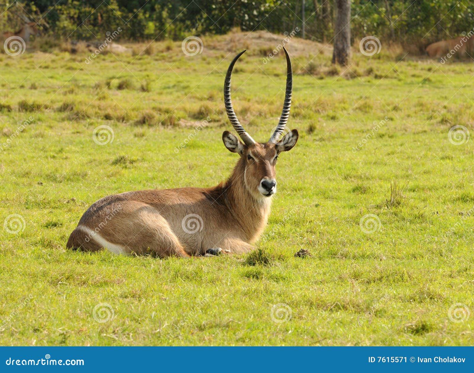 antilope resting