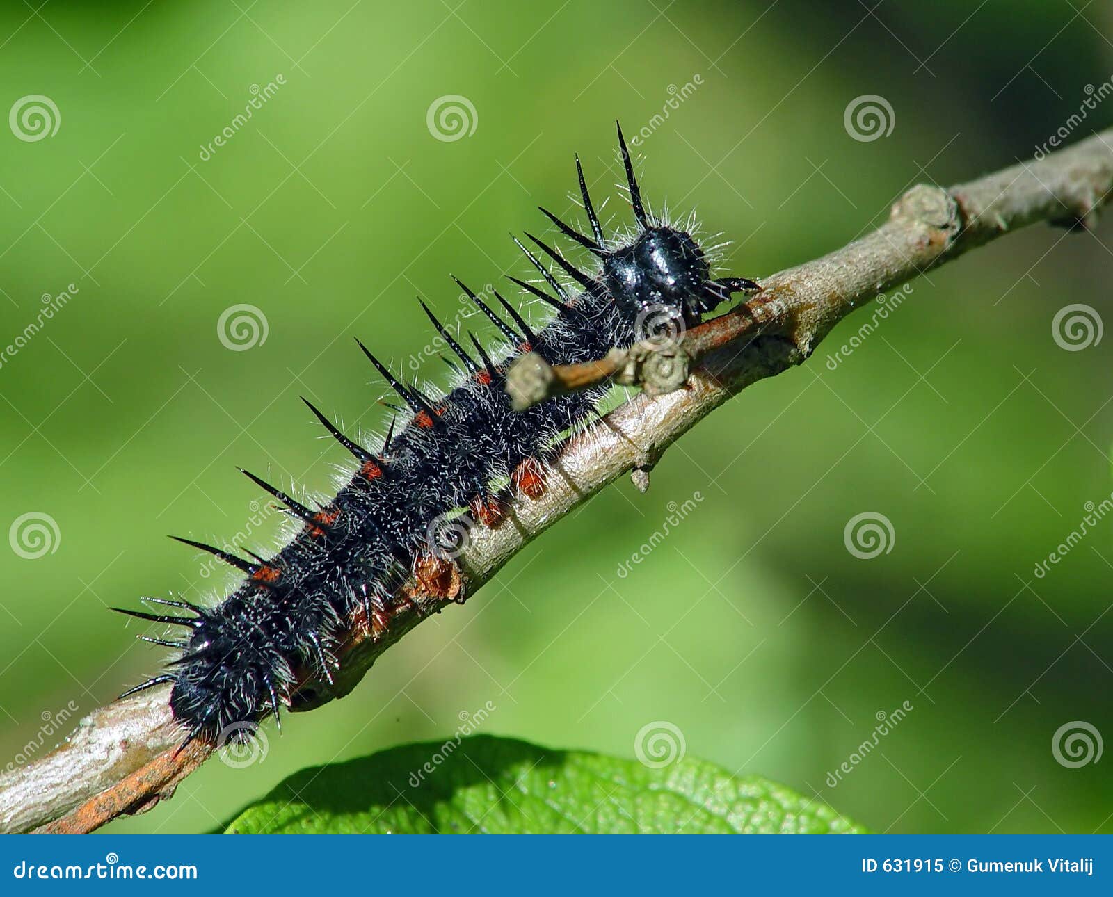 Swallowtail蝴蝶毛虫 库存图片. 图片 包括有 生物, 模式, 五颜六色, 蝴蝶, 详细资料, 庭院 - 42739151