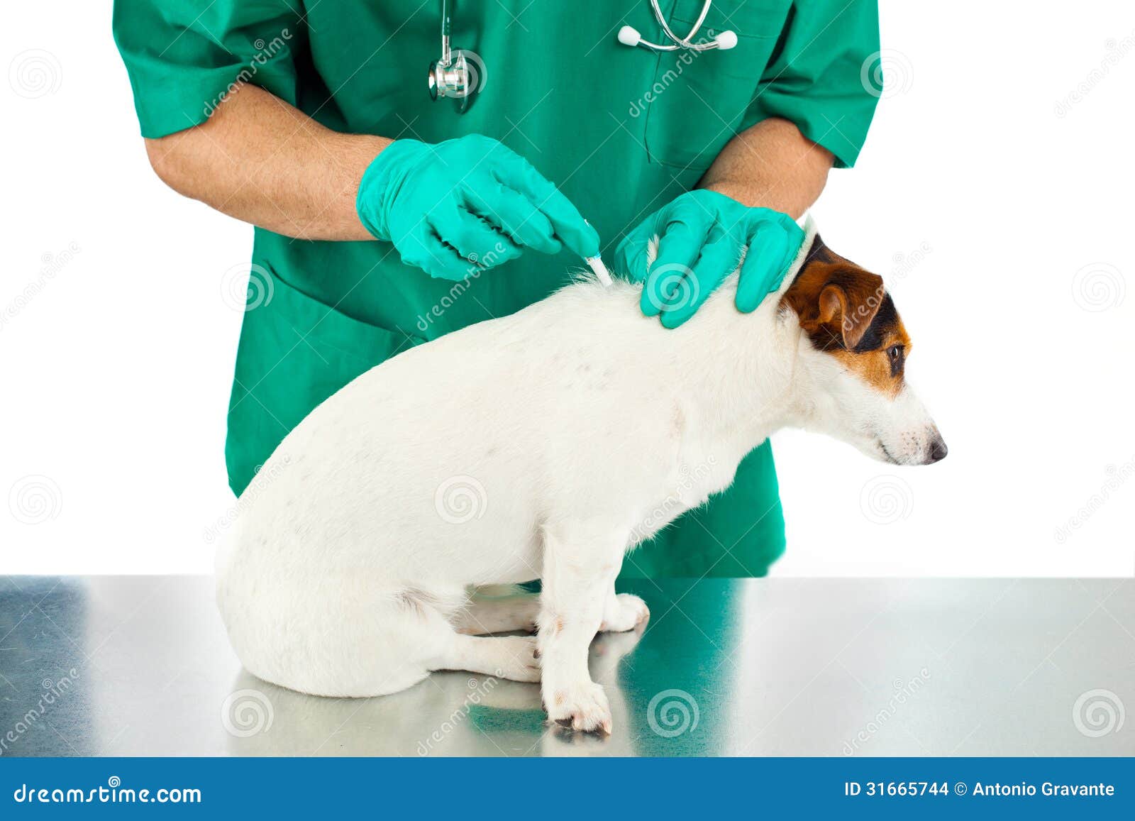 antiparasitic cure for dog