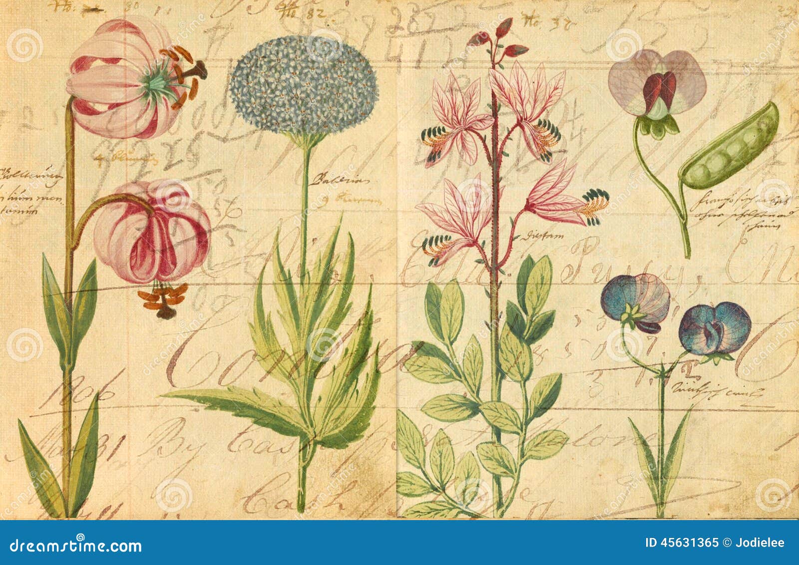 antique botanical wall art print 