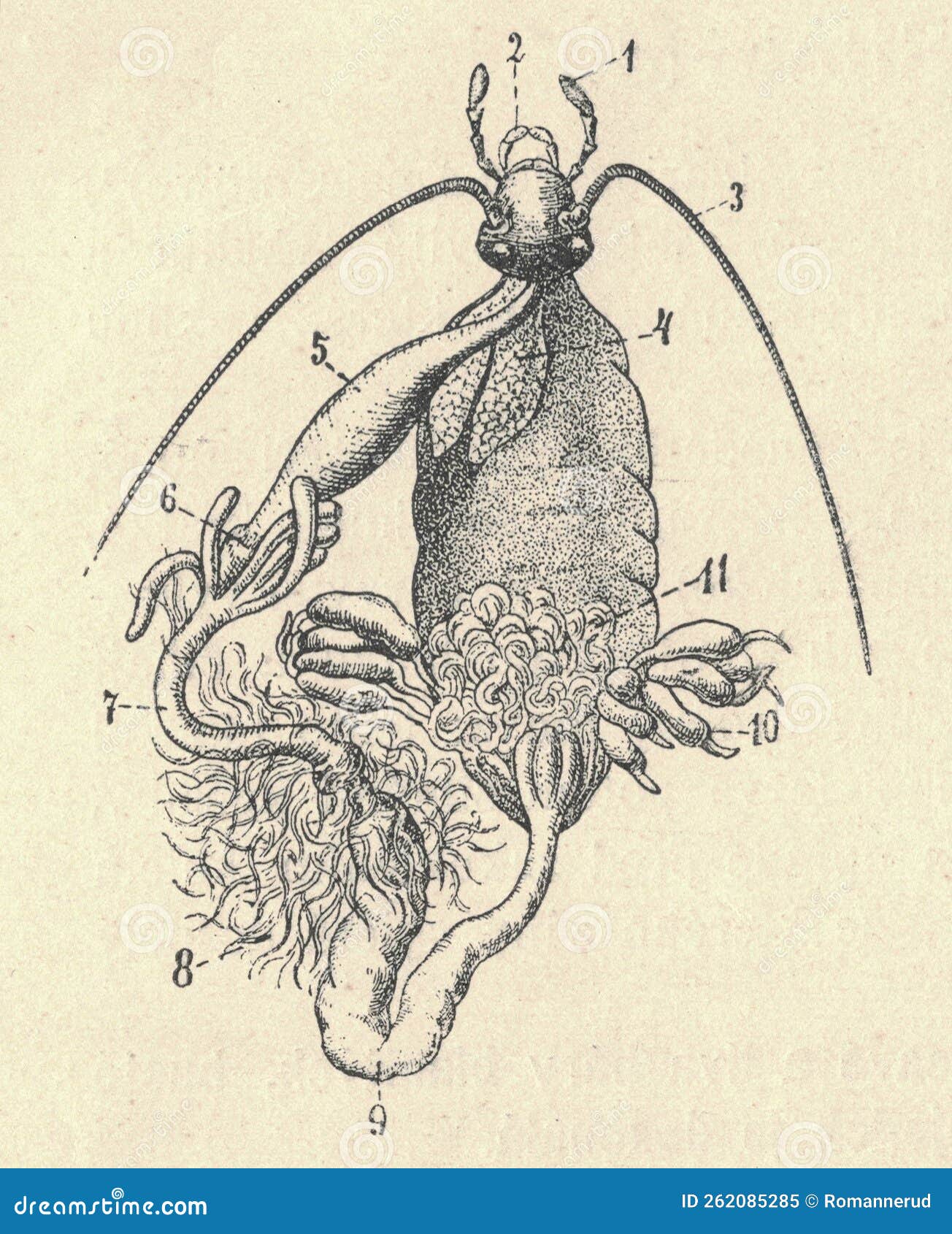 antique engraved  of the cockroach viscera. vintage  of the roach viscera. old engraved picture