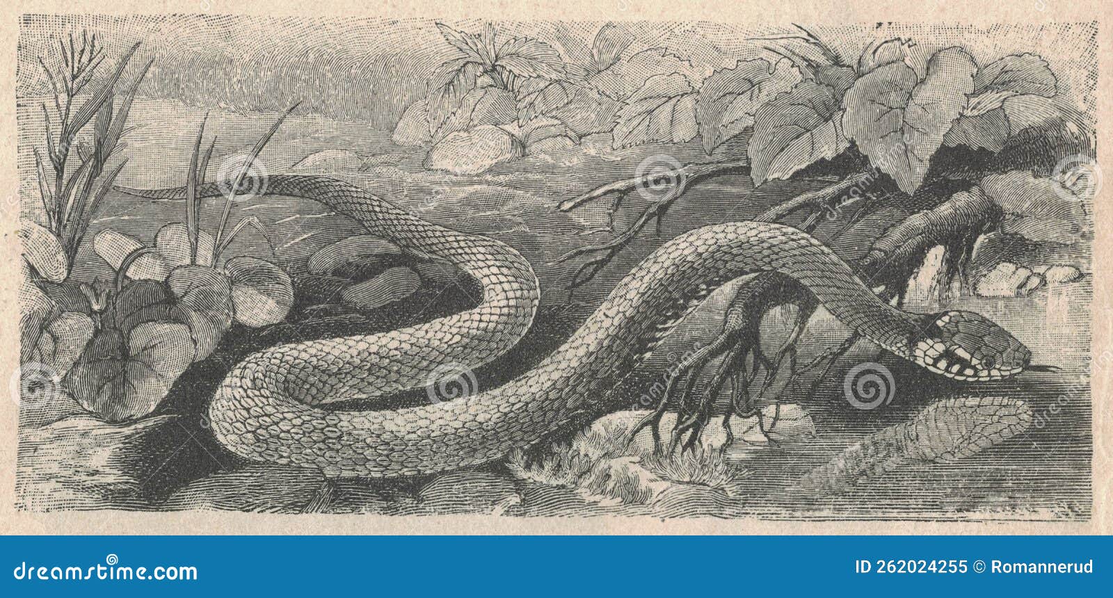 Antique Engraved Illustration of the Grass Snake. Vintage Illustration