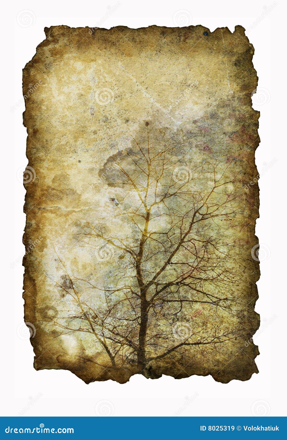 Antique Paper with Image of Tree Stock Image - Image of isolated, texture:  8025319