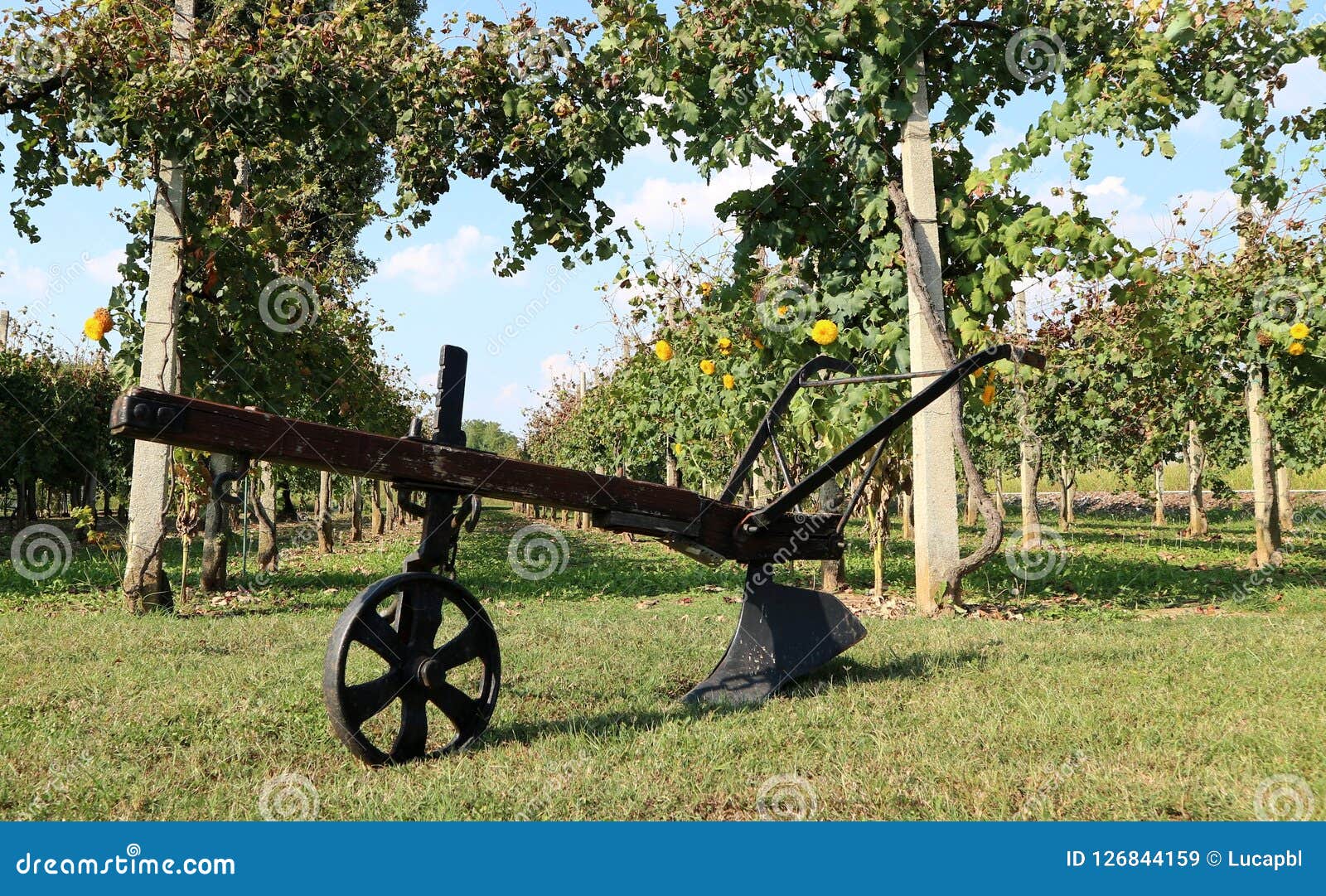 Antique Plow with Single Wheel, in Front of a Vineyard in the Countryside. Stock Image Image
