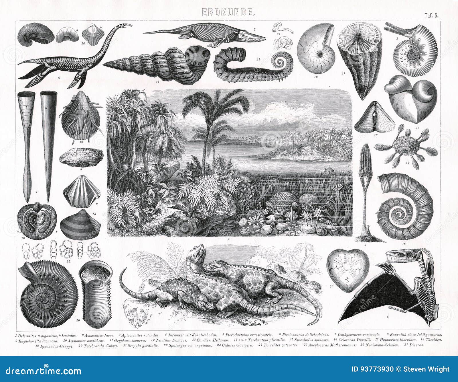 Cambrian Period Stock Illustrations – 124 Cambrian Period Stock  Illustrations, Vectors & Clipart - Dreamstime