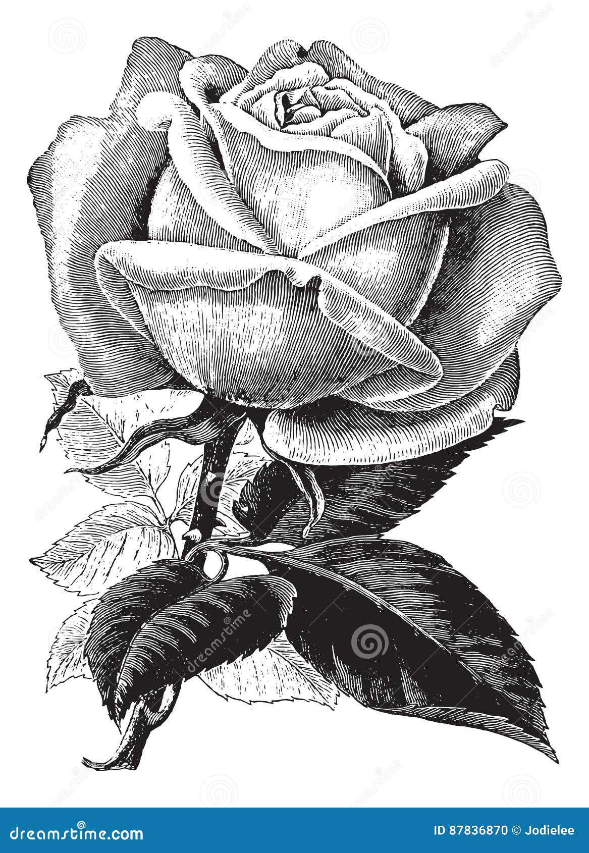 vintage rose sketch