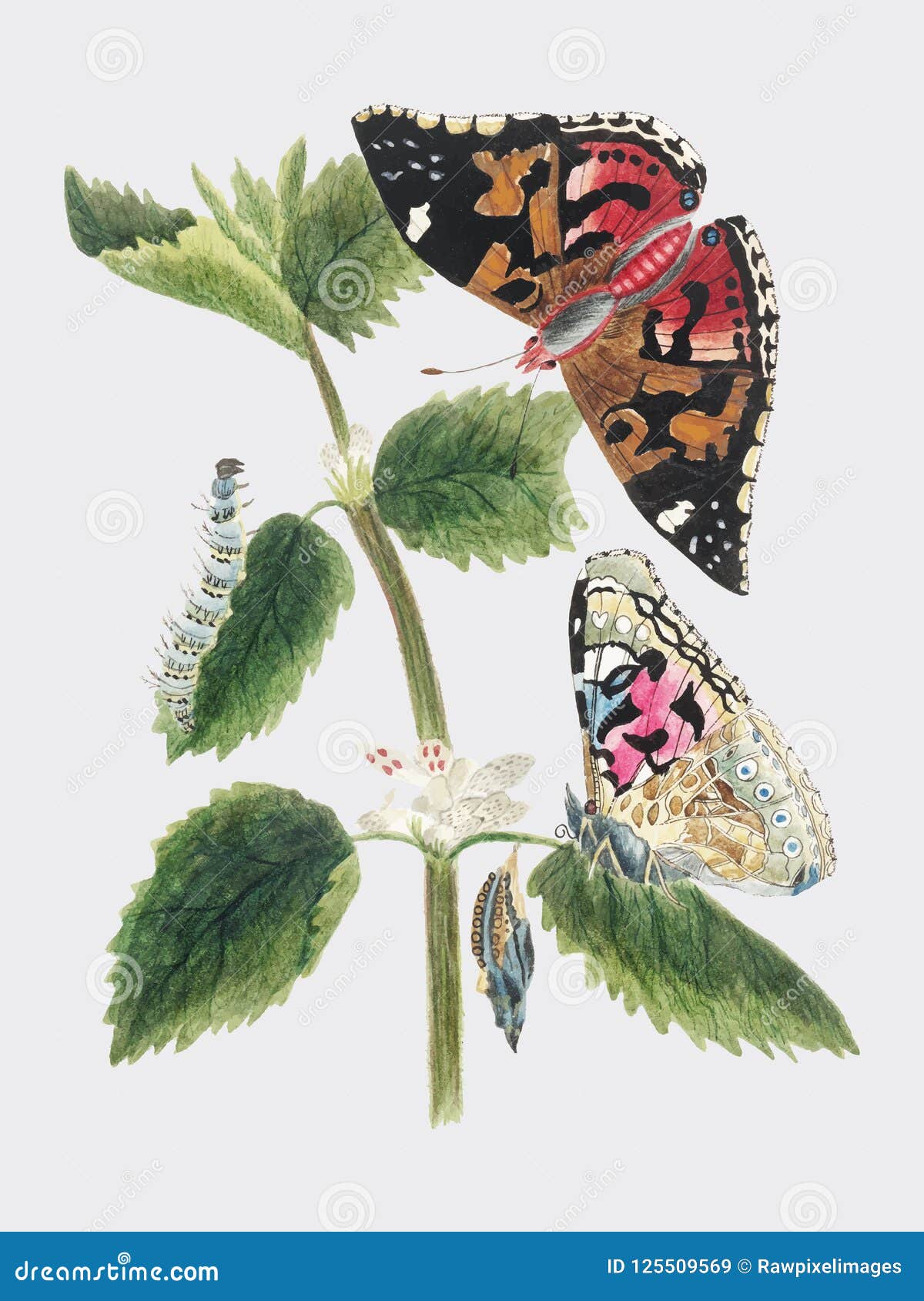 antique watercolor  of nettle butterfly in various life stages published in 1824 by m.p. digitally enhanced by rawpixe