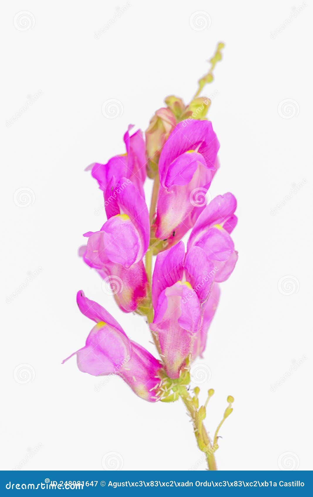 antirrhinum or boca de dragon, a beautiful wild pink flower from southern spain