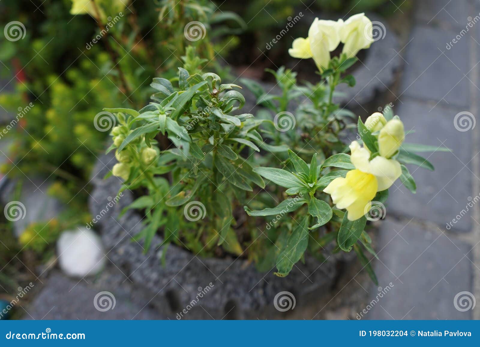 Antirrhinum is a Genus of Plants Commonly Known As Dragon Flowers ...