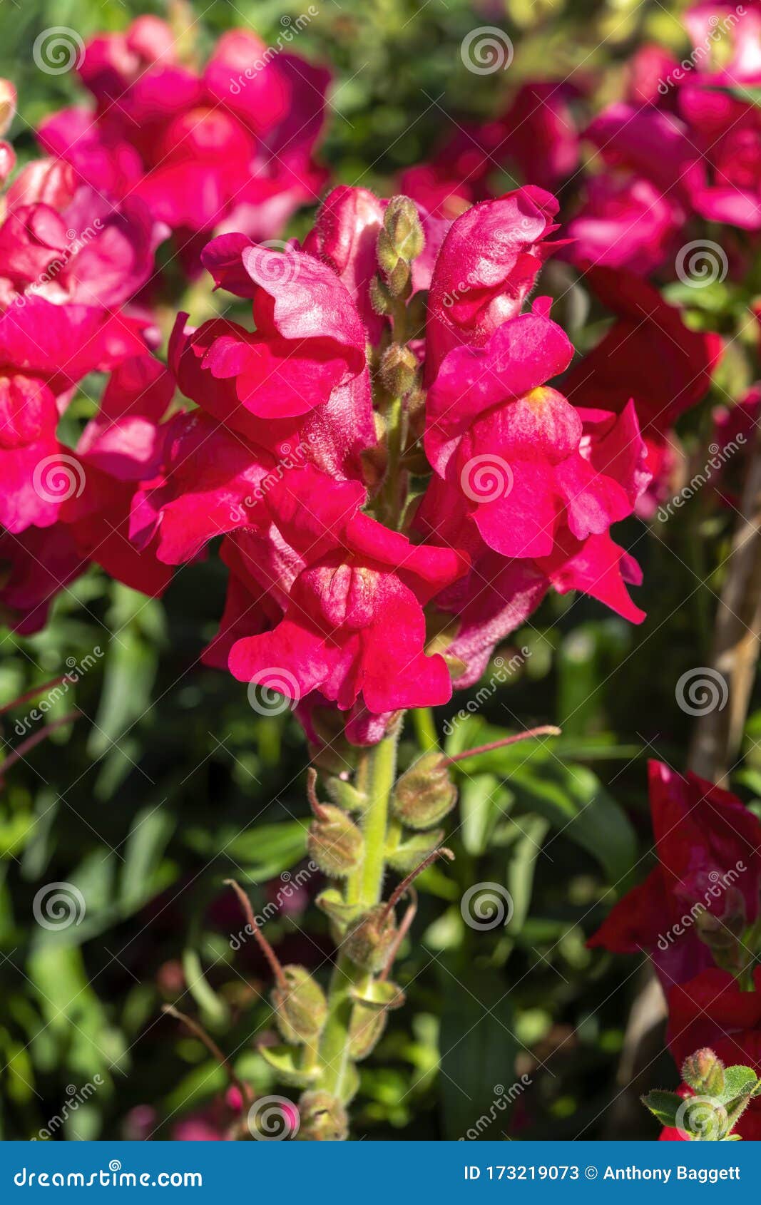 antirrhinum majus `ruby`