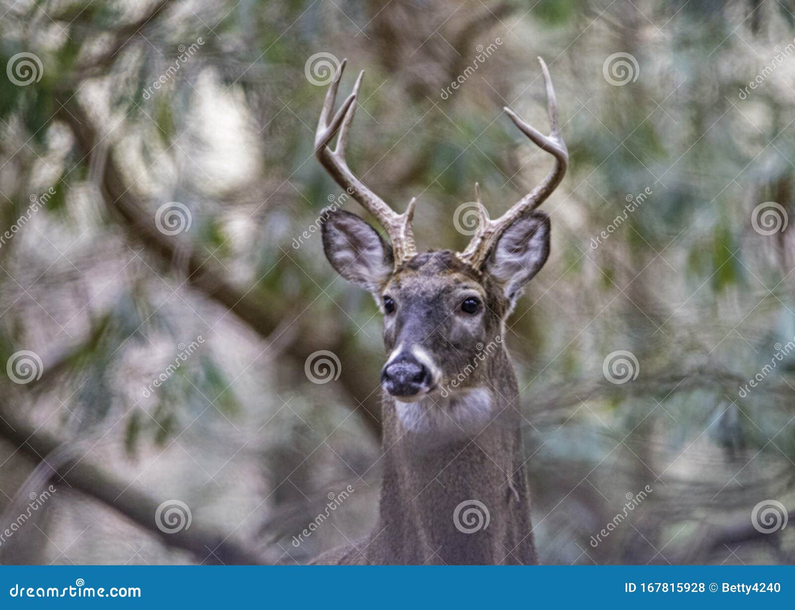 Antlered White Tailed Deer Staring at the Camera. Stock Photo Image