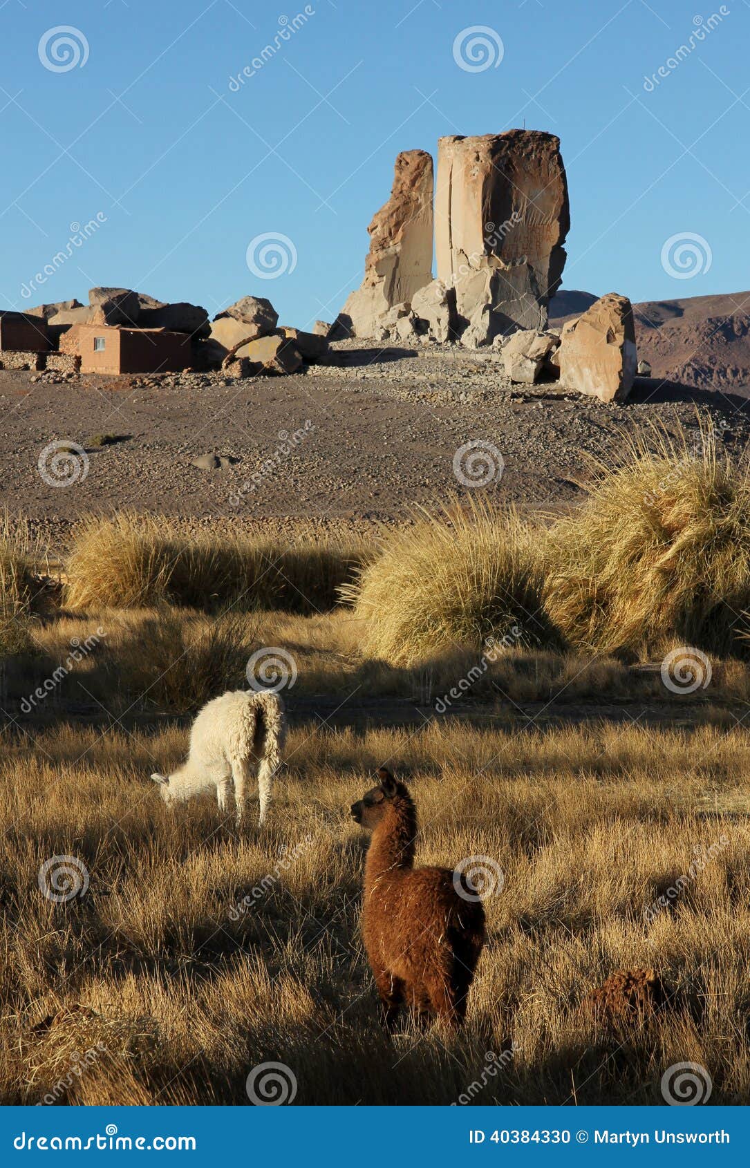 antofagasta de la sierra, northwest argentina