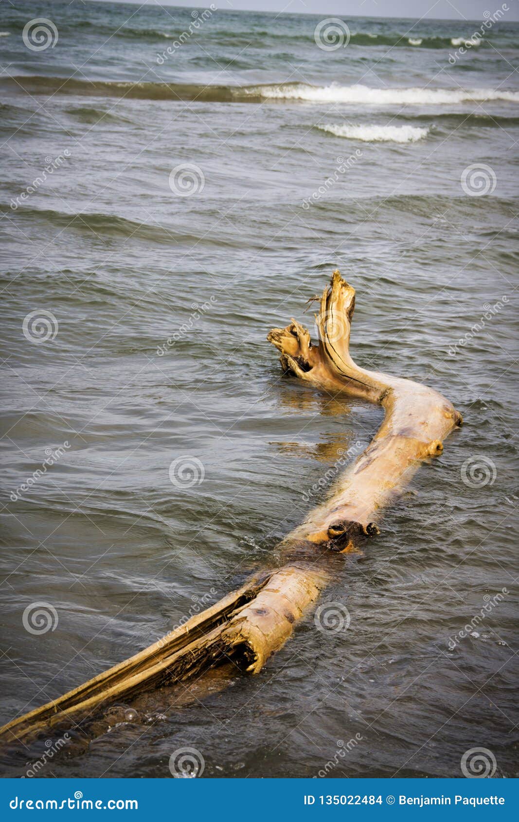 Antriebholz wusch sich oben auf dem Ufer vom Ontariosee. Ein Bild des Antriebholzes gewaschen oben auf dem Ufer vom Ontariosee