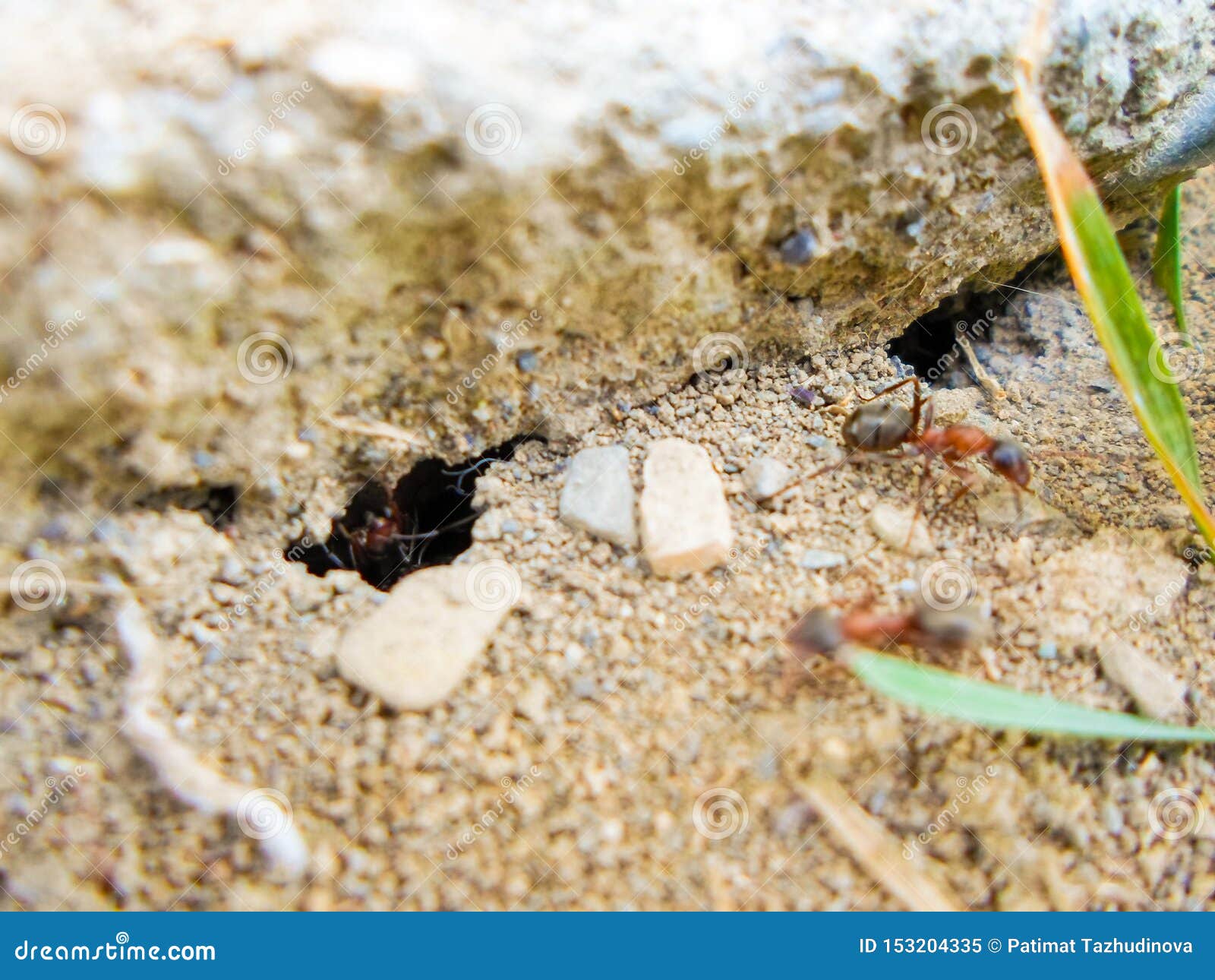 Ants and Anthill on the Ground Under the Stone Stock Image Image of
