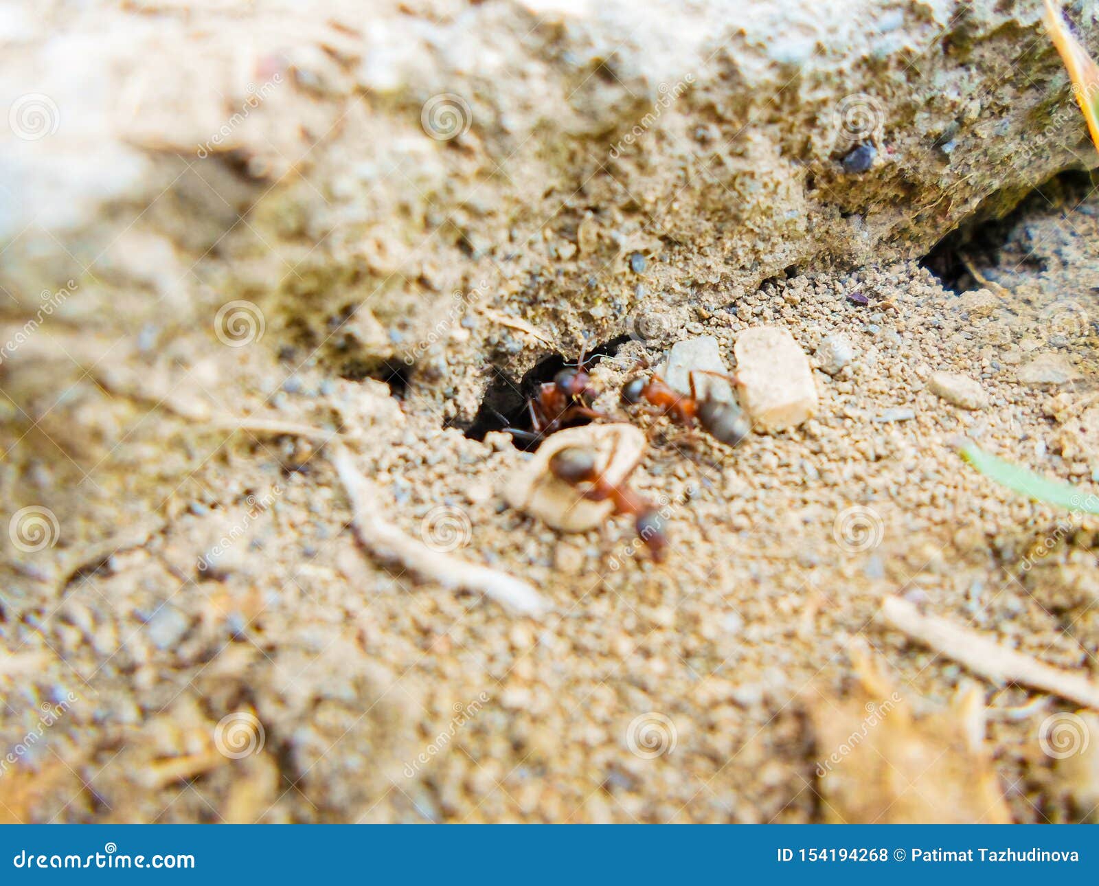 Ants and Anthill on the Ground Under the Stone Stock Photo Image of