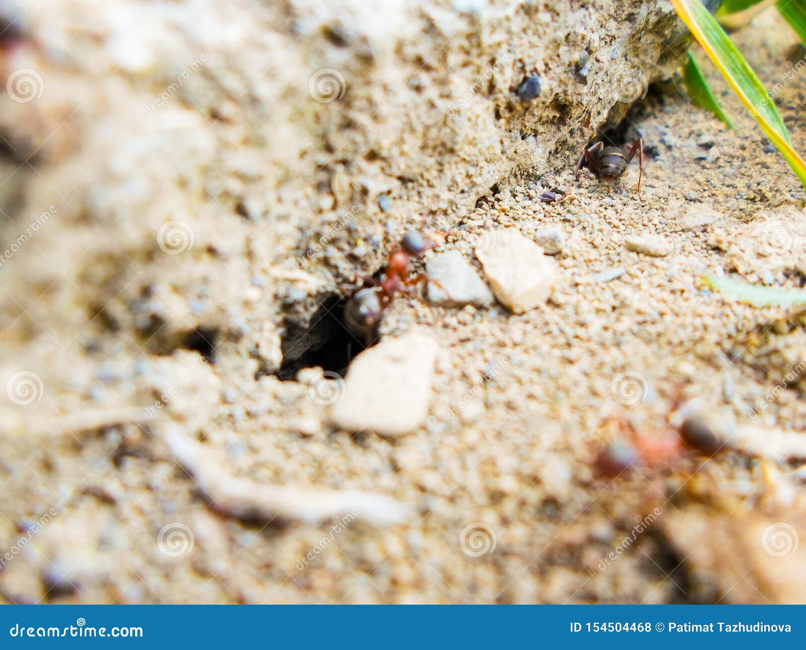Ants and Anthill on the Ground Under the Stone Stock Photo Image of