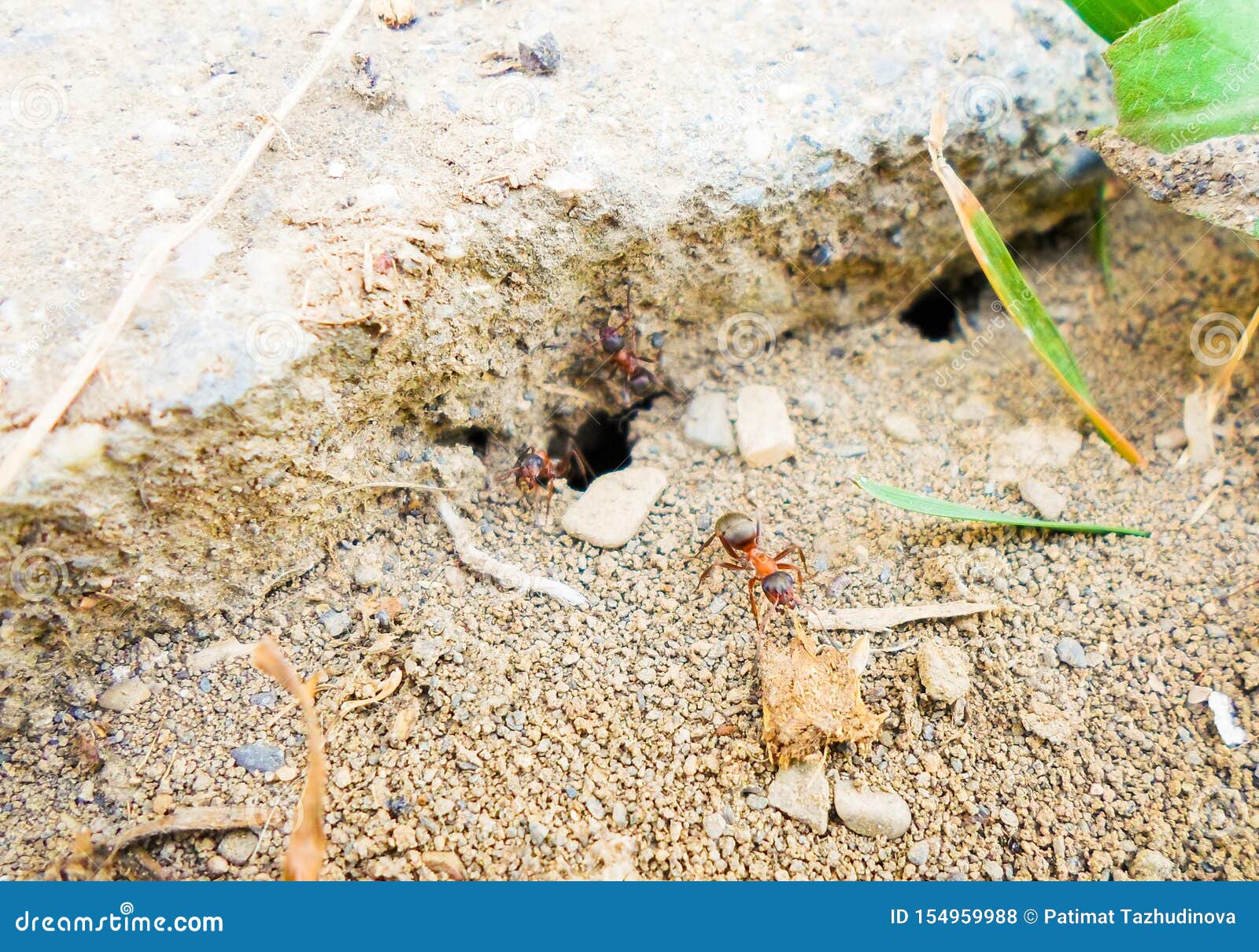 Ants and Anthill on the Ground Under the Stone Stock Photo Image of