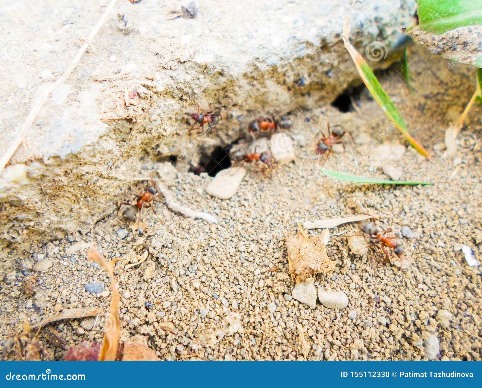 Ants and Anthill on the Ground Under the Stone Stock Photo Image of