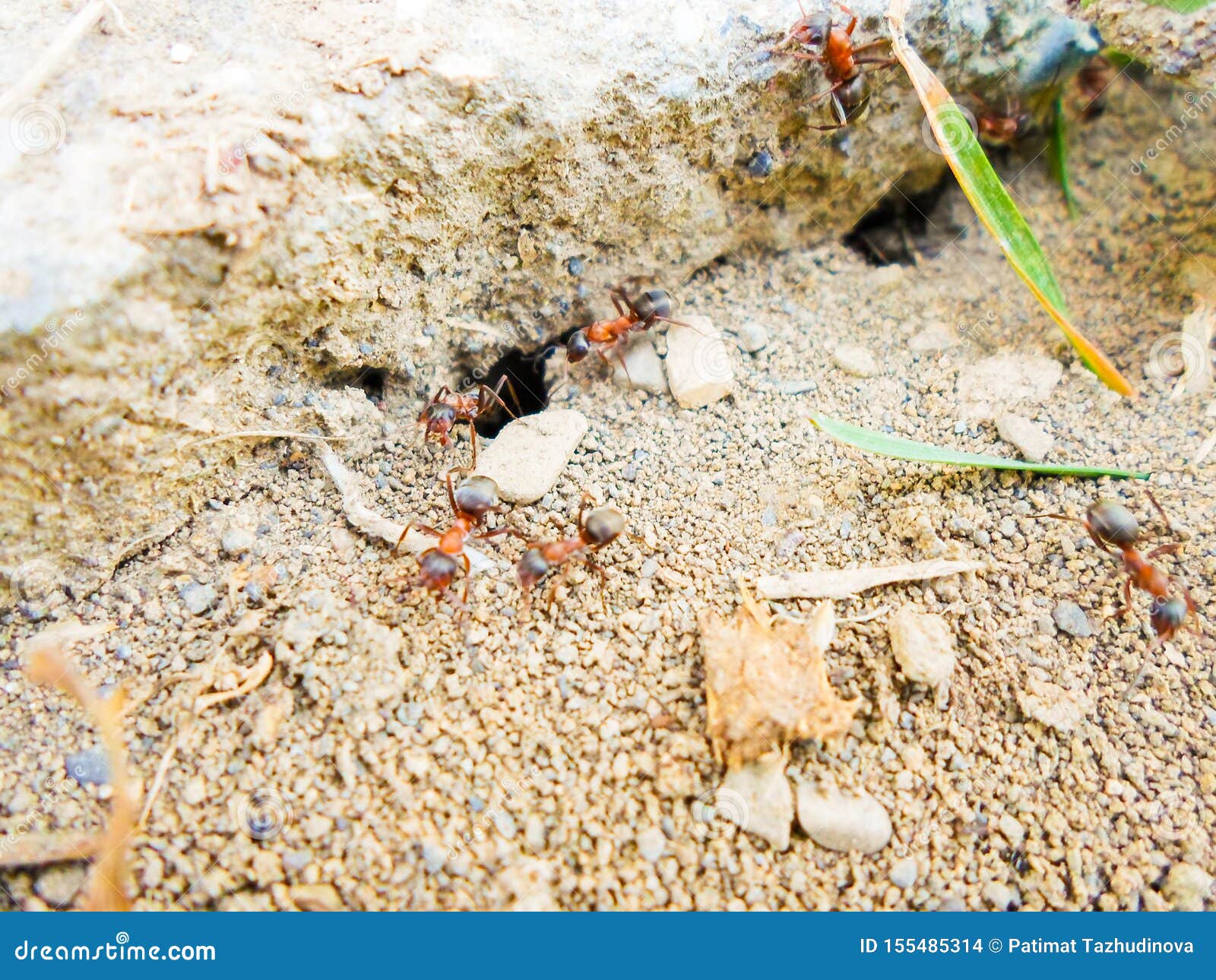 Ants and Anthill on the Ground Under the Stone Stock Photo Image of