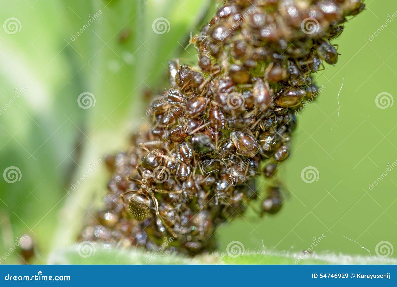 Ants and Aphids stock image. Image of body, green, carpenter 54746929