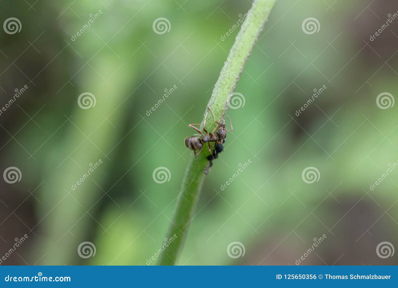 Ants and Aphids on a Flower Stem in the Garden Stock Photo Image of