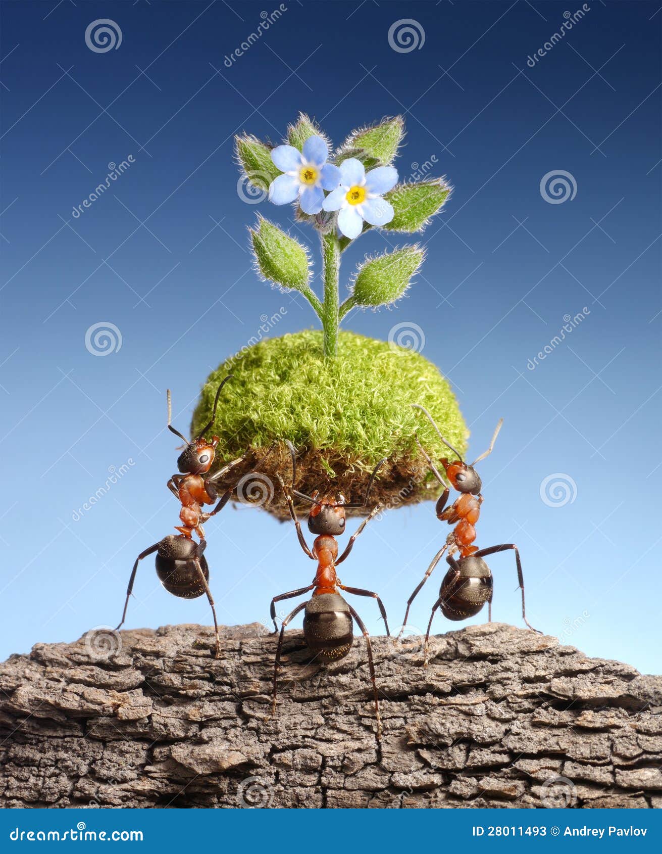 ants bring living nature on dead rocks, concept